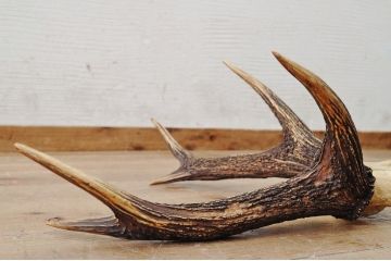 アンティーク雑貨　珍品!鹿の角オブジェ