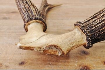 アンティーク雑貨　珍品!鹿の角オブジェ