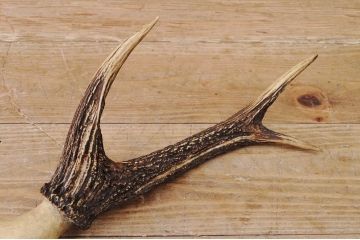 アンティーク雑貨　珍品!鹿の角オブジェ