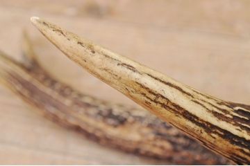 アンティーク雑貨　珍品!鹿の角オブジェ