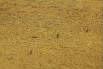 レトロ家具　昭和レトロ　古い木のシンプルな4杯小引き出し(アンティーク)