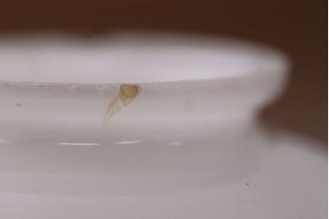 大正ロマン 和風な電笠