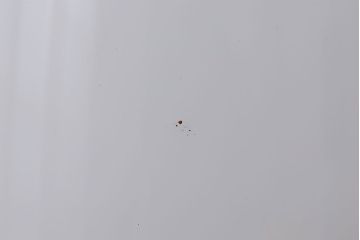 昭和レトロ　かわいい和製アンティーク電笠(1)