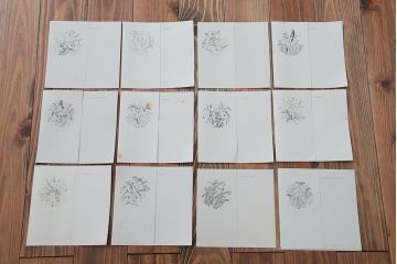 アンティーク雑貨　Franklin Pocelain(フランクリン・ポーセリン)世界の鳴き鳥シリーズ　飾皿12枚セット(1枚あたり定価17500円)