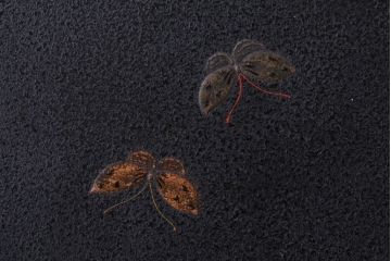 アンティーク雑貨　古民具・骨董　明治期　石目塗蒔絵膳9客