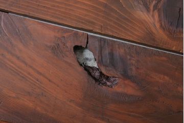 アンティーク雑貨　アンティーク　古い木製のコレクションボックス(ガラスケース)(1)