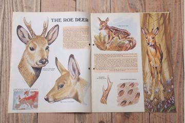 アンティーク雑貨　イギリスビンテージ　1972年　Once Upon a Time 児童雑誌(絵本)5冊セット