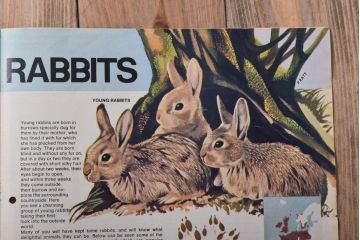 アンティーク雑貨　イギリスビンテージ　1971年　Once Upon a Time 児童雑誌(絵本)5冊セット(2)