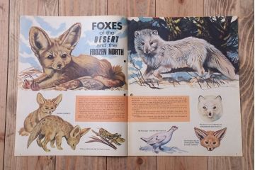 アンティーク雑貨　イギリスビンテージ　1972年　Once Upon a Time 児童雑誌(絵本)5冊セット(2)