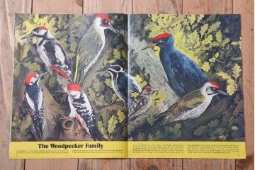 アンティーク雑貨　イギリスビンテージ　1971年　Once Upon a Time 児童雑誌(絵本)5冊セット(3)