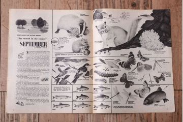 アンティーク雑貨　イギリスビンテージ　1967年　LOOK AND LEARN 児童雑誌(コミック)5冊セット(2)