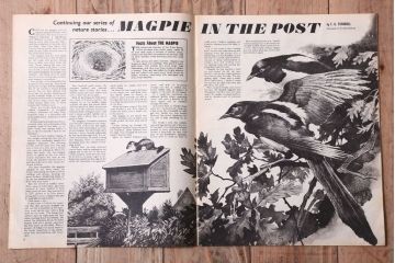 アンティーク雑貨　イギリスビンテージ　1967年　LOOK AND LEARN 児童雑誌(コミック)5冊セット(3)