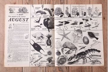 アンティーク雑貨　イギリスビンテージ　1967年　LOOK AND LEARN 児童雑誌(コミック)5冊セット(3)
