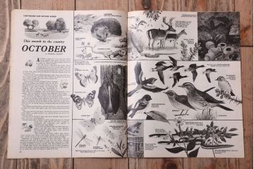 アンティーク雑貨　イギリスビンテージ　1967年　LOOK AND LEARN 児童雑誌(コミック)5冊セット(3)