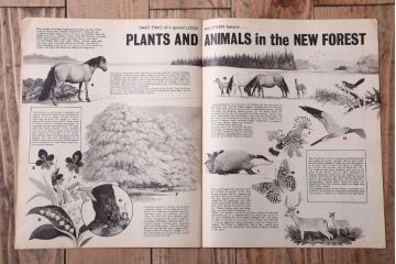 アンティーク雑貨　イギリスビンテージ　1967年　LOOK AND LEARN 児童コミック(雑誌)5冊セット