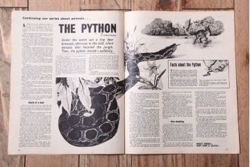 アンティーク雑貨　イギリスビンテージ　1967年　LOOK AND LEARN 児童コミック(雑誌)5冊セット