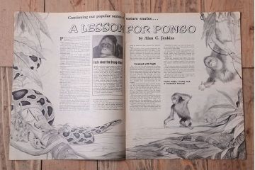 アンティーク雑貨　イギリスビンテージ　1967年　LOOK AND LEARN 児童コミック(雑誌)5冊セット(2)