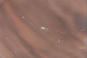 アンティーク雑貨　昭和レトロ　特大!乾燥瓶・デシケーター(ガラス瓶)