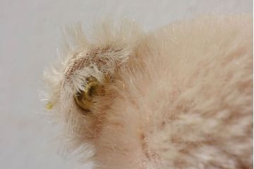 アンティーク雑貨　シュタイフ社　タグ付き!水色のリボンが可愛らしいテディベア