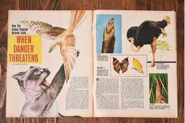 アンティーク雑貨　イギリスビンテージ　LOOK AND LEARN　週刊誌(コミック、雑誌)2冊セット(1)