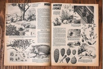 アンティーク雑貨　イギリスビンテージ　LOOK AND LEARN　週刊誌(コミック、雑誌)2冊セット(1)