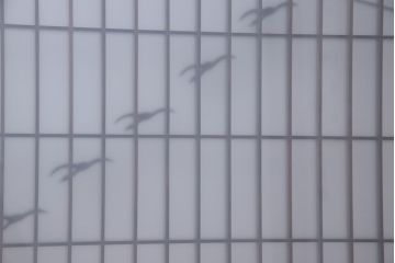 昭和期　すりガラス使用　富士の図柄が味わい深い組子のガラス戸(窓、書院戸)2枚組