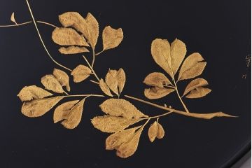 アンティーク雑貨　田中双竹堂　古今菁峰作　輪島塗　沈金絵丸盆(干菓子盆)