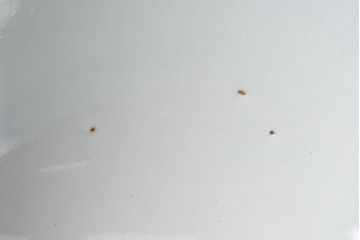 アンティーク雑貨　江戸時代後期　伊万里焼　線描染付　蓋茶碗2客セット(1)