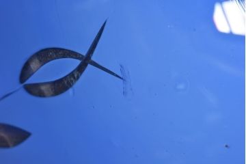 大正期　青ガラス乳白被切子電笠(薔薇の図)(ペンダントライト、天井照明、吊り下げ照明)