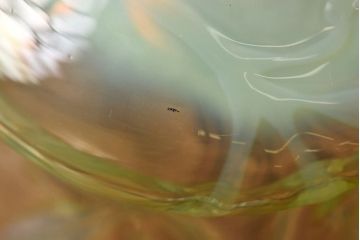 おしゃれな空間作りに活躍するウランガラス製フリルシェード(電笠、天井照明)