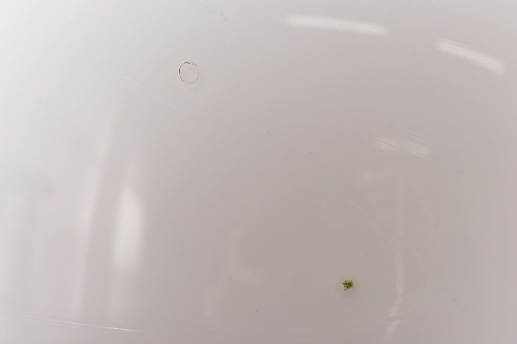 すっきりとして可愛らしい球型ガラス天井照明(ペンダントライト、吊り下げ照明)