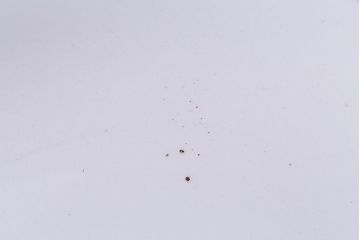 アンティーク雑貨　イギリス製　IRONSTONE　ワインレッドの縁がアクセントのオーバルプレート(長皿)