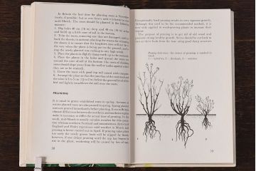アンティーク雑貨　イギリス　HAMLYN社 A Concise Guide in Colour　Roses　コンパクトハンドブック(洋書、ポケット辞典、本)
