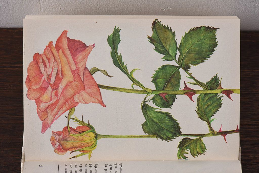 アンティーク雑貨　イギリス　HAMLYN社 A Concise Guide in Colour　Roses　コンパクトハンドブック(洋書、ポケット辞典、本)