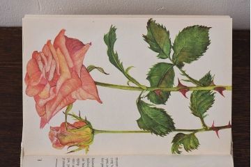 アンティーク雑貨　イギリス　HAMLYN社 A Concise Guide in Colour　Roses　コンパクトハンドブック(洋書、ポケット辞典、本)