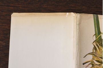 アンティーク雑貨　イギリス　HAMLYN社 A Concise Guide in Colour　Birds'Eggs and Nests　コンパクトハンドブック(洋書、ポケット辞典、本)