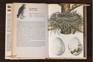 アンティーク雑貨　イギリス　HAMLYN社 A Concise Guide in Colour　Birds'Eggs and Nests　コンパクトハンドブック(洋書、ポケット辞典、本)
