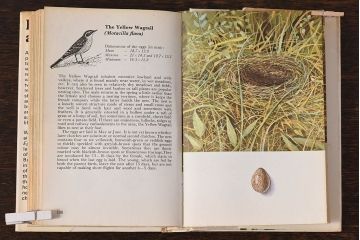 アンティーク雑貨　イギリス　HAMLYN社 A Concise Guide in Colour　Birds'Eggs and Nests　コンパクトハンドブック(洋書、ポケット辞典、本)