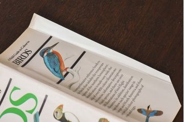 アンティーク雑貨　イギリス　Octpus社 BIRDS カラーイラスト付きフィールドガイドブック(洋書、本)