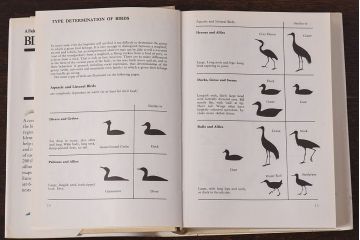 アンティーク雑貨　イギリス　Octpus社 BIRDS カラーイラスト付きフィールドガイドブック(洋書、本)