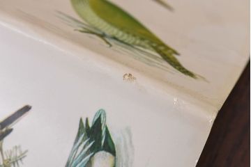 アンティーク雑貨　イギリス　Octpus社 BIRDS カラーイラスト付きフィールドガイドブック(洋書、本)