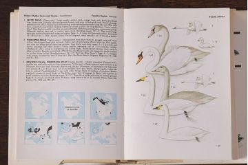 アンティーク雑貨　イギリス　Octpus社 BIRDS カラーイラスト付きフィールドガイドブック(洋書、本)