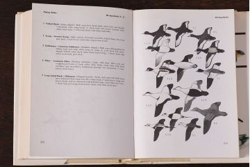 アンティーク雑貨　イギリス　Octpus社 BIRDS カラーイラスト付きフィールドガイドブック(洋書、本)