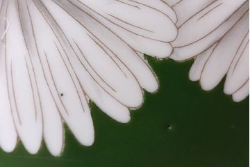 アンティーク雑貨　オールドノリタケ・則武(日陶) 緑地　白菊文様　バイカラーがおしゃれな壱型火鉢(手あぶり、鉢カバー、傘立て)