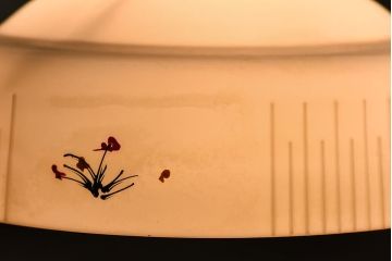 愛らしい小さな花がポイントのシェード(電笠、天井照明)