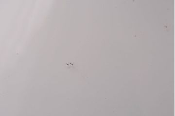 昭和レトロ　柔らかな光を作り出す平笠シェードのペンダントライト(天井照明、吊り下げ照明、電笠)(1)