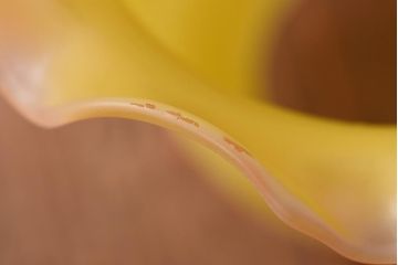 フランスビンテージ　花柄　優しく温かみのあるカラーが品のあるペンダントライト(シェード、吊り下げ照明)