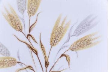 ノリタケ(noritake、則武)　麦穂　ゴールドリムが上品な26.5cmプレート(大皿)