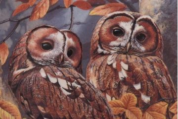 未使用品　ROYAL DOULTON(ロイヤルドルトン)　BRITISH OWLS　プレート(皿、洋食器)
