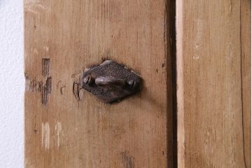 フランスアンティーク　素朴な雰囲気が魅力的なコテージドア(木製ドア、ディスプレイ、扉)(1)